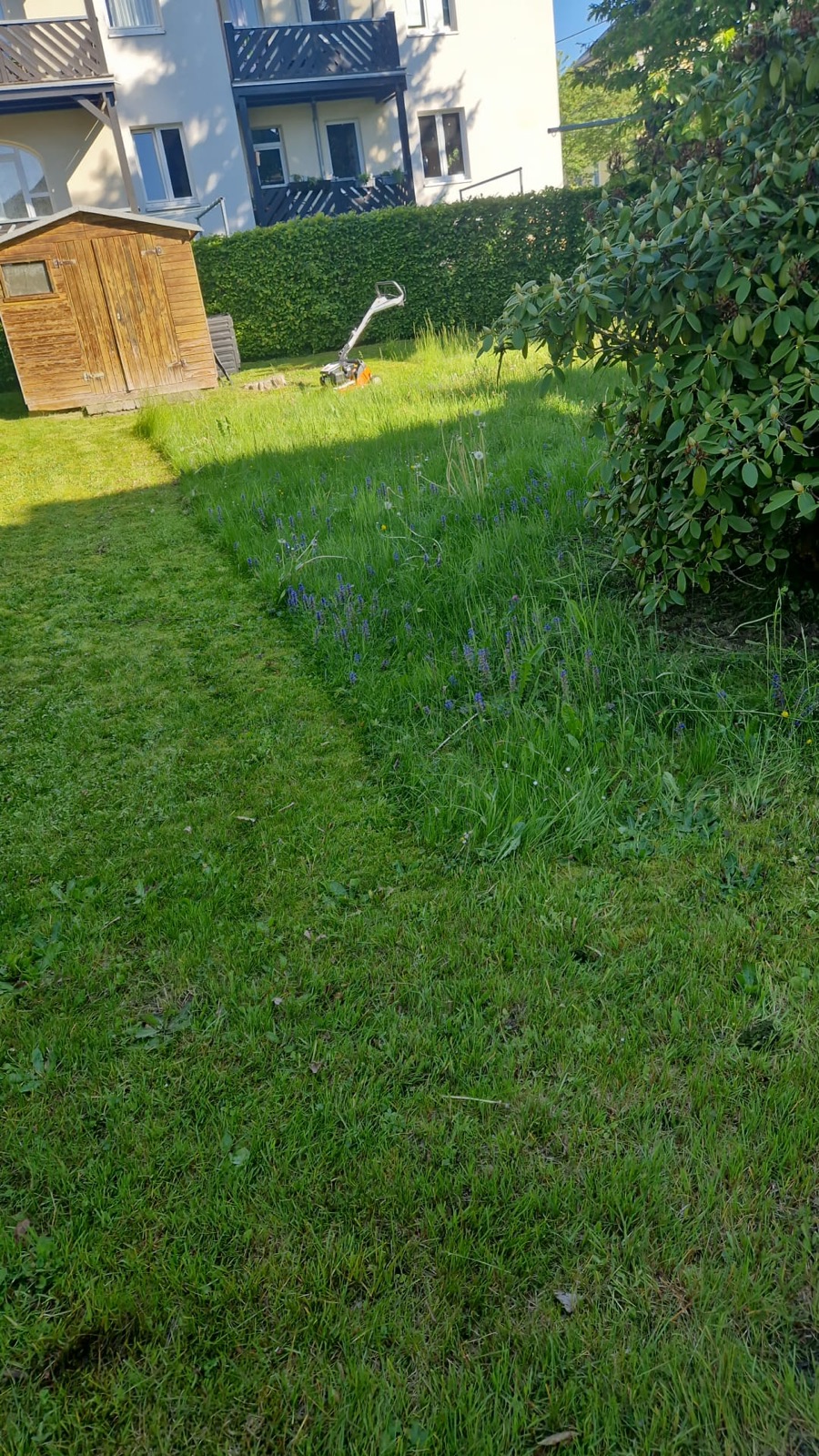 Frisch gemähter Rasenstreifen neben einer Hecke